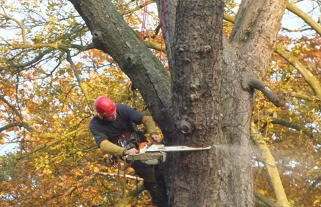 TRAVAUX D’ABATTAGE D’ARBRE