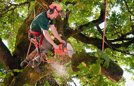 ABATTAGE D’ARBRE AUX NORMES