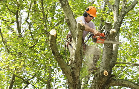 ABATTAGE D’ARBRE