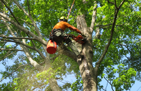 L’ABATTAGE D’ARBRE À 94