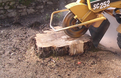 ARRACHAGE DE SOUCHE D’ARBRE