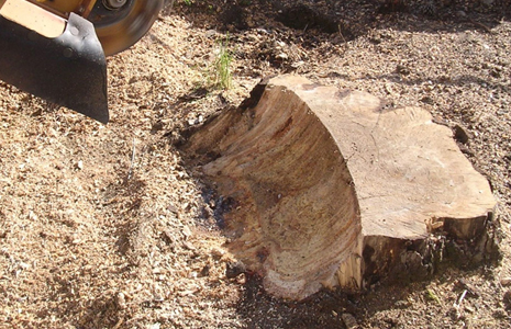 UN DESSOUCHAGE DE HAIE