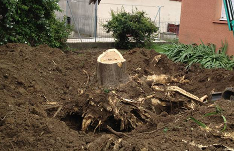 DÉRACINEMENT D’ARBRE