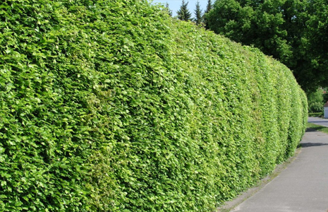 LA TAILLE DE HAIE
