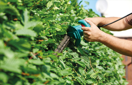 POURQUOI TAILLER VOTRE HAIE DE JARDIN ?
